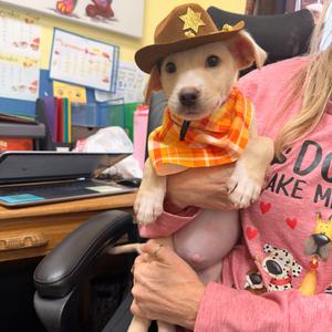 Charlie(Foster to adopt), Mixed Breed (Medium), puppy, available for adoption