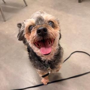 A small dog with a black and gray coat, standing on a concrete floor, looking up with its mouth open and tongue out, wearing a black leash.