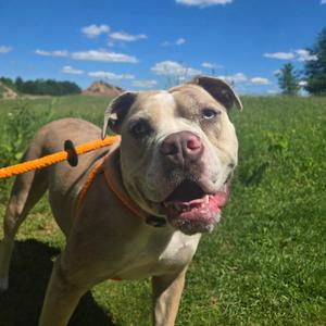Lacy, Bulldog, Old English, adult, available for adoption