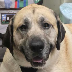 Bubba, Pyrenees, Great, adult, available for adoption