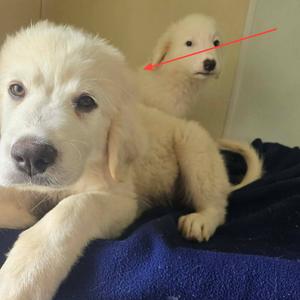 Crisco, Pyrenees, Great, puppy, available for adoption