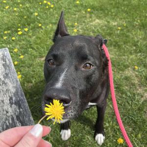 Zoomba, Terrier, American Staffordshire, adult, available for adoption
