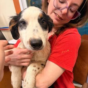 Bandit, Collie, Border, puppy, available for adoption
