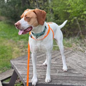 Shirley, Pointer, adult, available for adoption