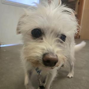 Gizmo, Maltese, senior, available for adoption