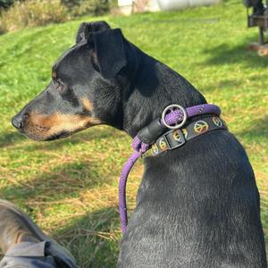 Penny, Pinscher, Doberman, adult, available for adoption