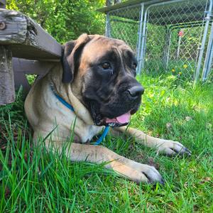 Honey, Mastiff, senior, available for adoption