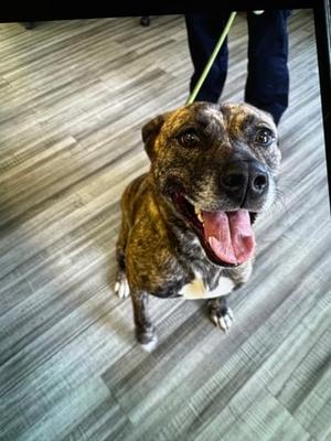 Lilly, Mixed Breed, available for adoption