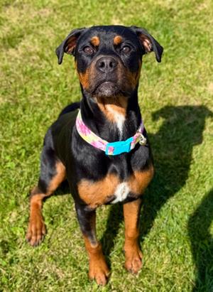 Penny, Rottweiler Mix, young, available for adoption