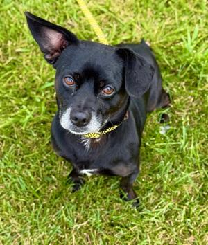 Gerald, Pug Mix, adult, available for adoption