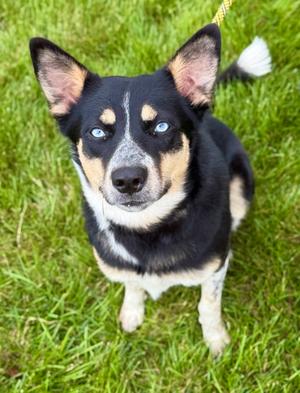 Sparkle, Mixed Breed, young, available for adoption