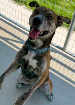 Buster, Mixed Breed, available for adoption