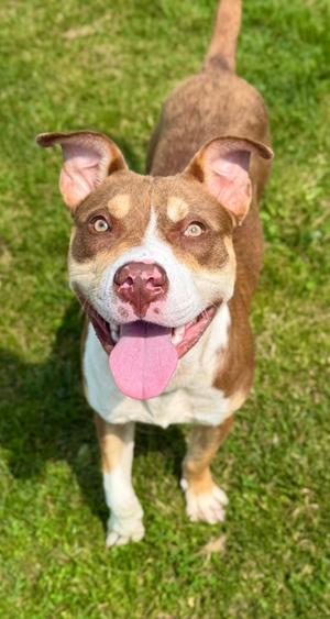 Boris, Mixed Breed, available for adoption