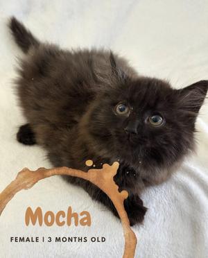 Mocha, kitten, available for adoption