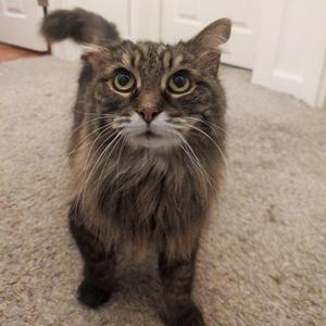Basil, senior, available for adoption