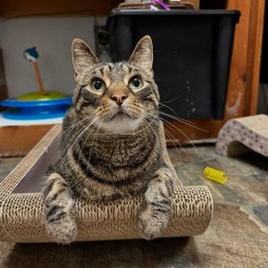 Juju, adult, available for adoption