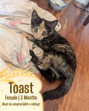Toast, kitten, available for adoption