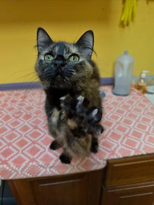 Delilah, adult, available for adoption