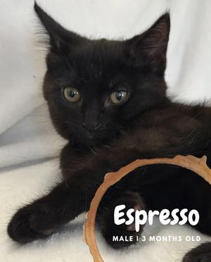 Espresso, kitten, available for adoption