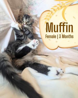 Muffin, kitten, available for adoption