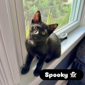 Spooky, kitten, available for adoption