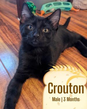 Crouton, kitten, available for adoption