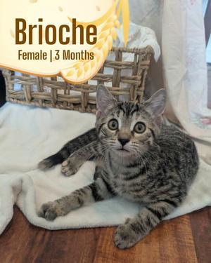 Brioche, kitten, available for adoption