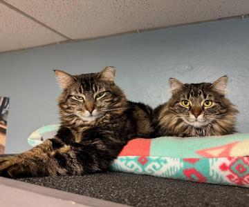 Roo & Widow, adult, available for adoption