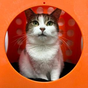 Phoebe, adult, available for adoption