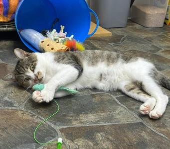 Gilligan, adult, available for adoption