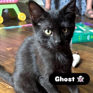 Ghost, kitten, available for adoption