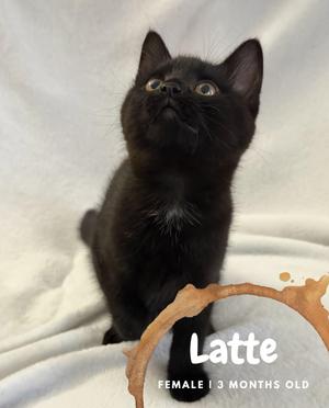Latte, kitten, available for adoption