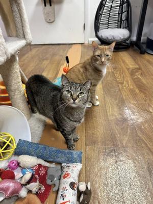 Blaze & Shirley, adult, available for adoption
