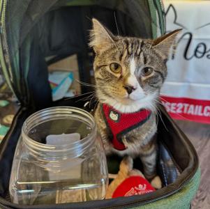 Spike, adult, available for adoption