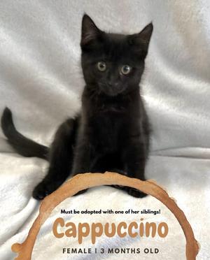 Cappuccino - MUST BE ADOPTED WITH A SIBLING, kitten, available for adoption
