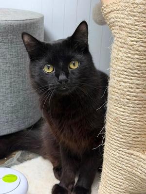 Wesley, adult, available for adoption