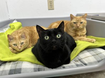 Snuggles, Cuddles, + Reid, senior, available for adoption