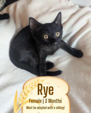 Rye, kitten, available for adoption