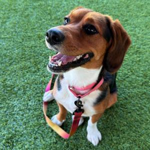 Annie, Hound, senior, available for adoption