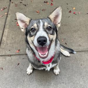 A happy dog with a red collar sitting on a sidewalk, looking up with its mouth open.