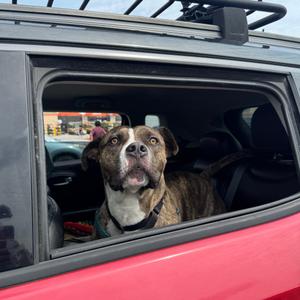 Amato, Mixed Breed (Medium), adult, available for adoption