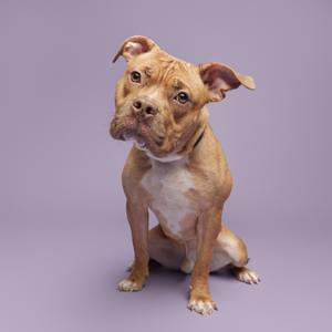 A brown and white dog sitting on a purple background