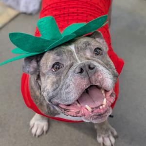 Nova, Mixed Breed (Medium), adult, available for adoption