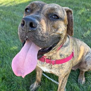 Mosey, Mixed Breed (Large), adult, available for adoption