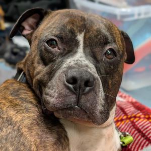 Funyuns, Mixed Breed (Medium), adult, available for adoption