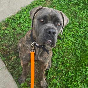 Munster, Mixed Breed (Large), adult, available for adoption