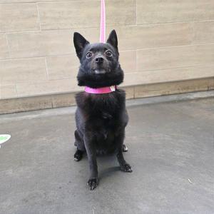 A black dog with a pink collar and leash standing on a concrete surface.