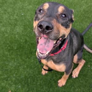 A black and tan dog with a red collar is sitting on green artificial grass, looking up with its mouth open and tongue out.