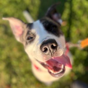 Baby, Mixed Breed (Medium), adult, available for adoption