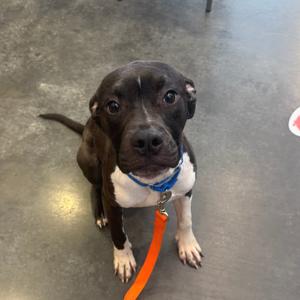 A black and white dog with a blue collar and an orange leash, sitting on a concrete floor.